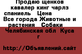 Продаю щенков кавалер кинг чарлз спаниель › Цена ­ 40 000 - Все города Животные и растения » Собаки   . Челябинская обл.,Куса г.